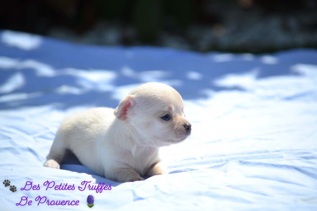 Des Petites Truffes De Provence - Chiot disponible  - Chihuahua