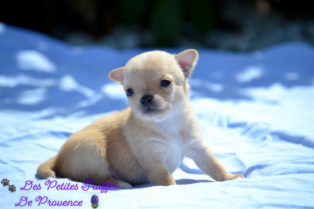 Des Petites Truffes De Provence - Chiot disponible  - Chihuahua
