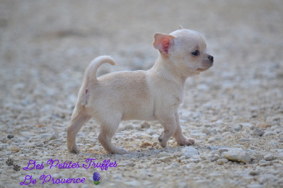 Des Petites Truffes De Provence - Chihuahua - Portée née le 08/04/2024