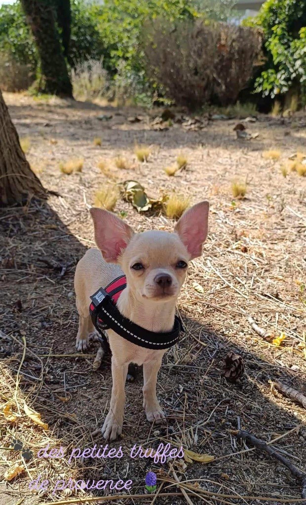 Des Petites Truffes De Provence - Chihuahua - Portée née le 08/04/2024